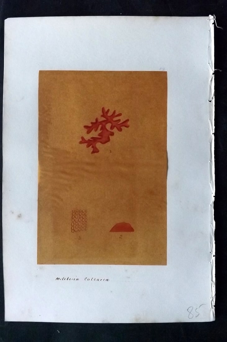 Original Art C1875 Seaweed. Melobesia Calcarea 52: Pen, Ink and/or Watercolour Made in C1875, England for a privately created work on British Seaweeds by an unknown but Gifted Artist. Each drawing with accompanying descriptive manuscript plate, also f