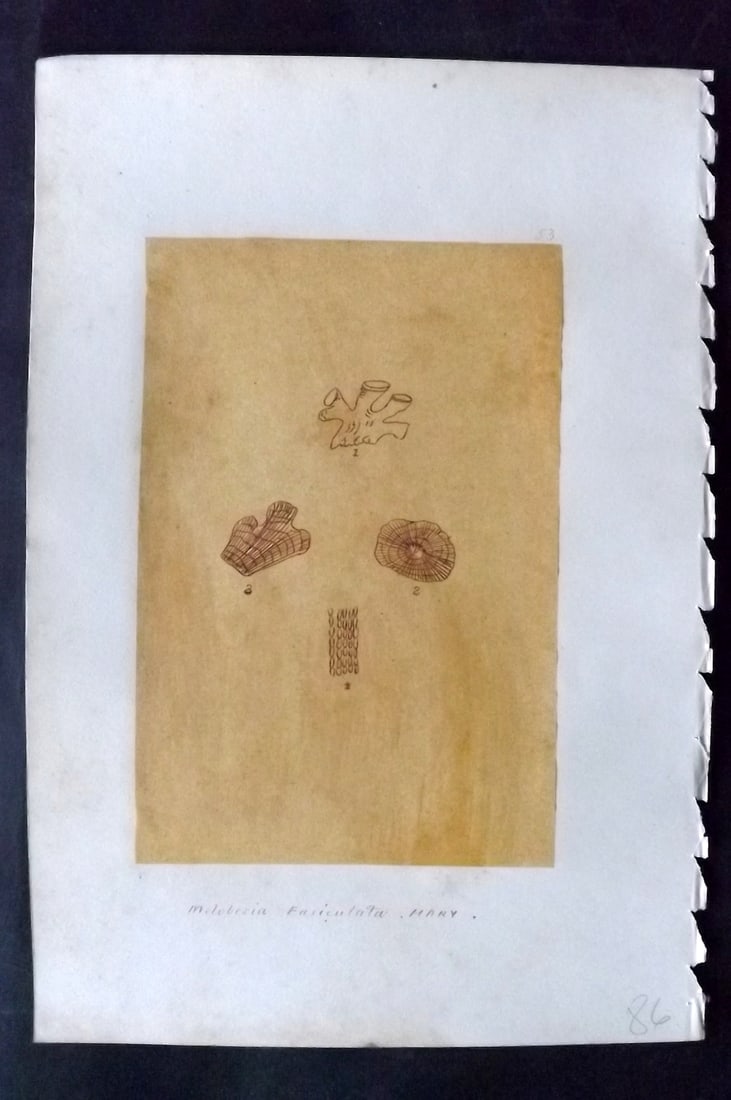 Original Art C1875 Seaweed. Melobesia Fasciculata 53: Pen, Ink and/or Watercolour Made in C1875, England for a privately created work on British Seaweeds by an unknown but Gifted Artist. Each drawing with accompanying descriptive manuscript plate, also f