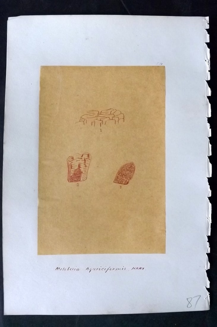 Original Art C1875 Seaweed. Melobesia Agariciformis 54: Pen, Ink and/or Watercolour Made in C1875, England for a privately created work on British Seaweeds by an unknown but Gifted Artist. Each drawing with accompanying descriptive manuscript plate, also f