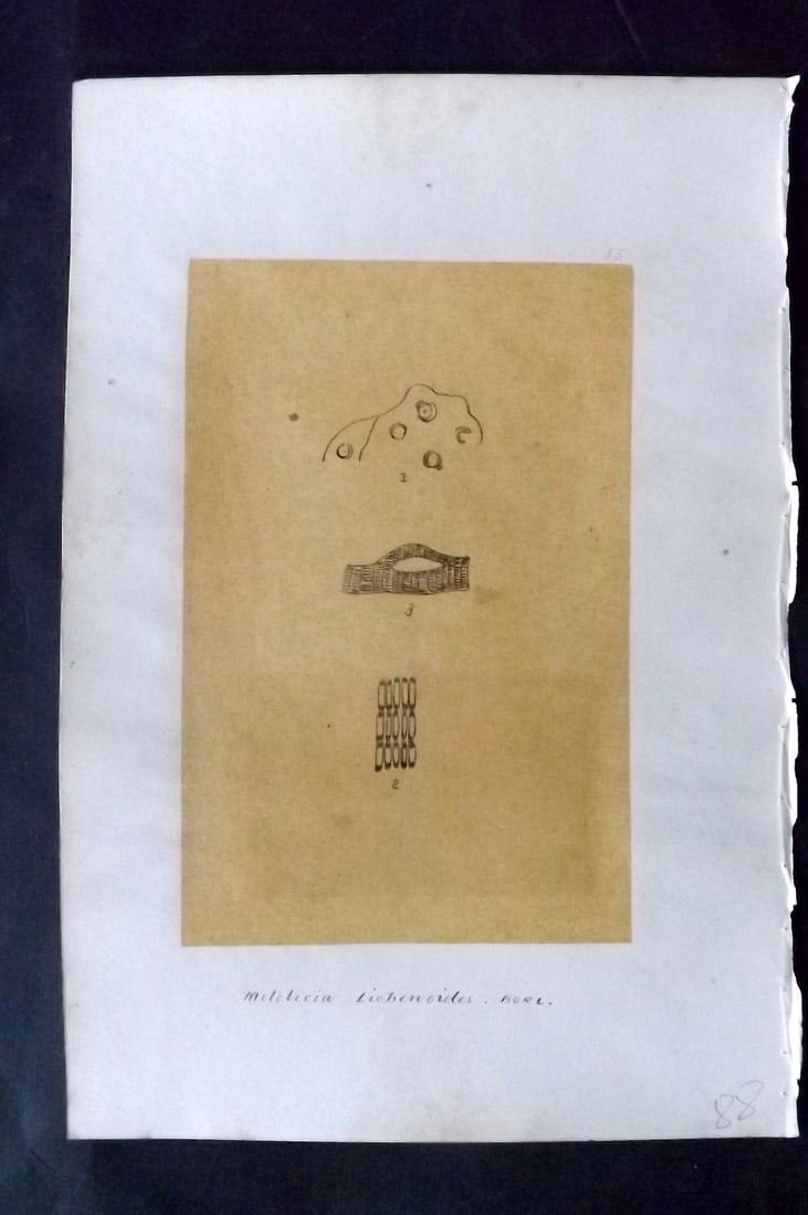Original Art C1875 Seaweed. Melobesia Lichencides 55: Pen, Ink and/or Watercolour Made in C1875, England for a privately created work on British Seaweeds by an unknown but Gifted Artist. Each drawing with accompanying descriptive manuscript plate, also f