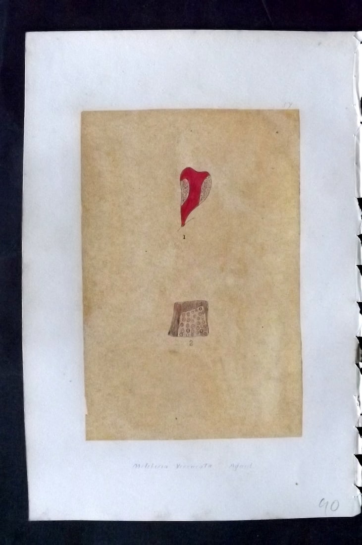 Original Art C1875 Seaweed. Melobesia Verrucata 57: Pen, Ink and/or Watercolour Made in C1875, England for a privately created work on British Seaweeds by an unknown but Gifted Artist. Each drawing with accompanying descriptive manuscript plate, also f