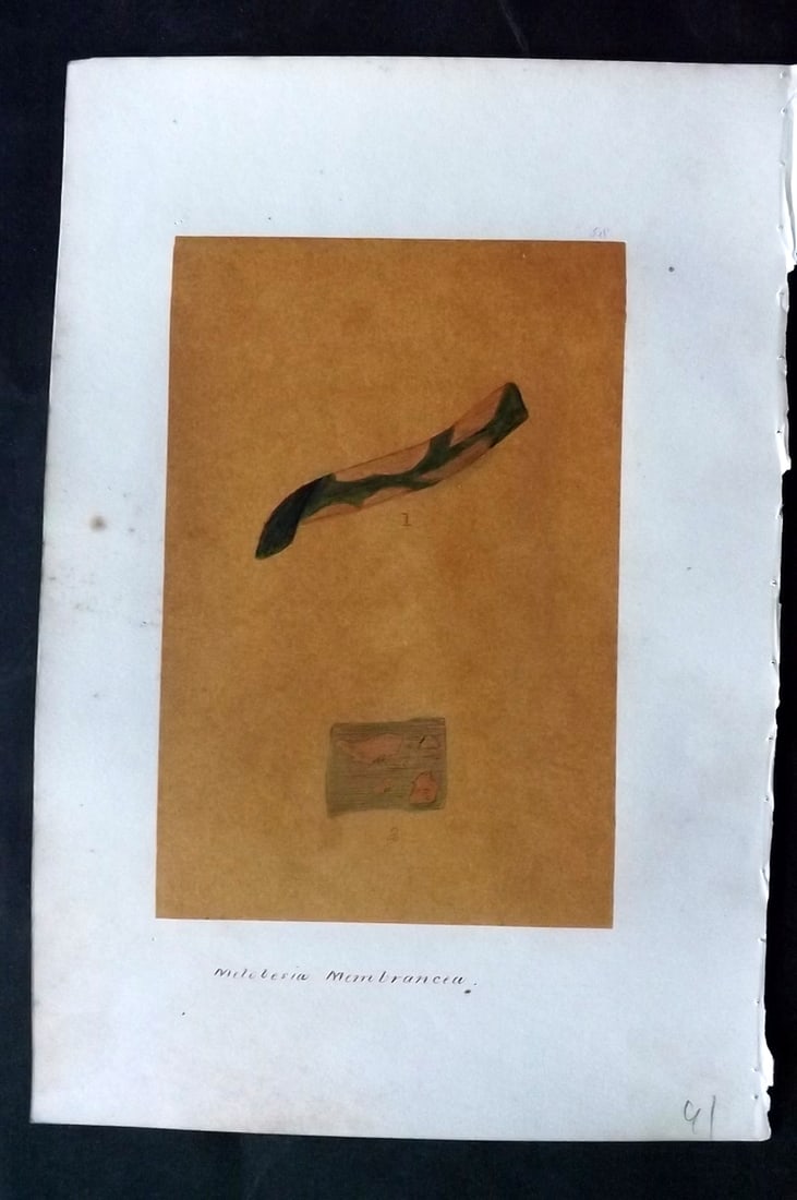 Original Art C1875 Seaweed. Melobesia Membrancea 58: Pen, Ink and/or Watercolour Made in C1875, England for a privately created work on British Seaweeds by an unknown but Gifted Artist. Each drawing with accompanying descriptive manuscript plate, also f