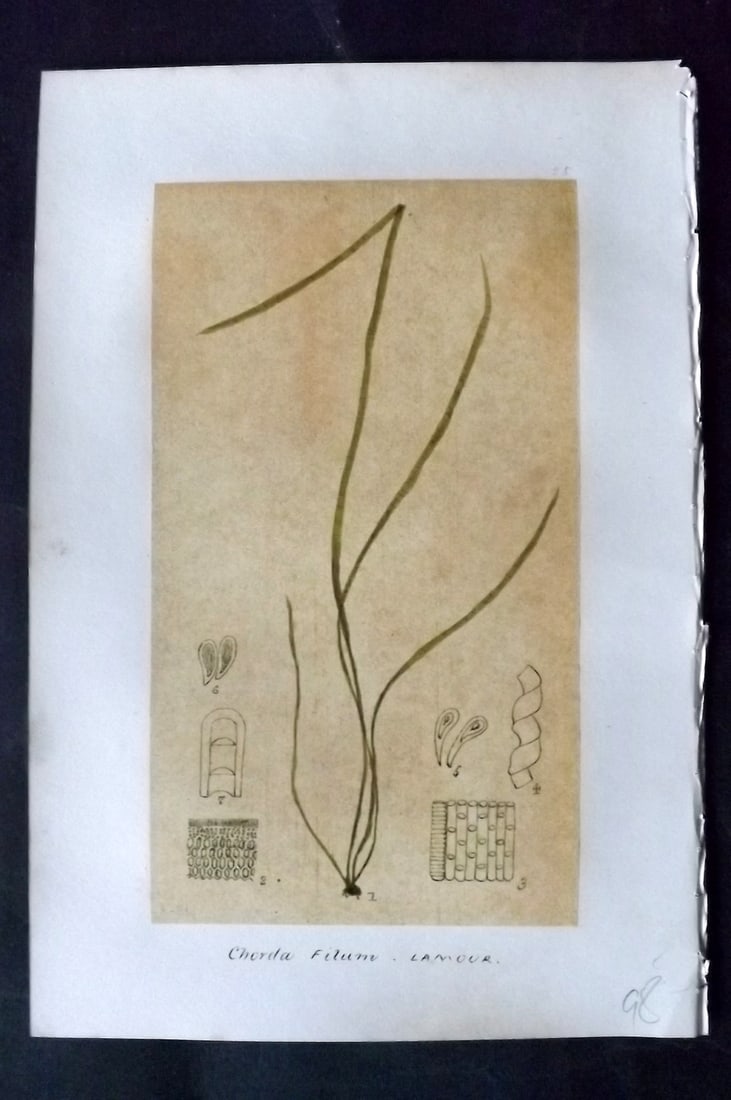 Original Art C1875 Seaweed. Chorda Filum 25: Pen, Ink and/or Watercolour Made in C1875, England for a privately created work on British Seaweeds by an unknown but Gifted Artist. Each drawing with accompanying descriptive manuscript plate, also f