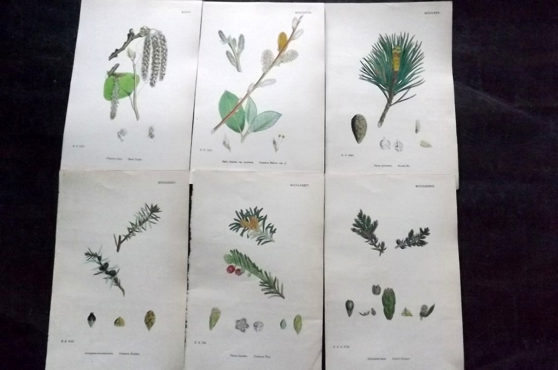 Sowerby, James 1873 Lot of 6 Hand Colored Botanical Prints (1 of 2)