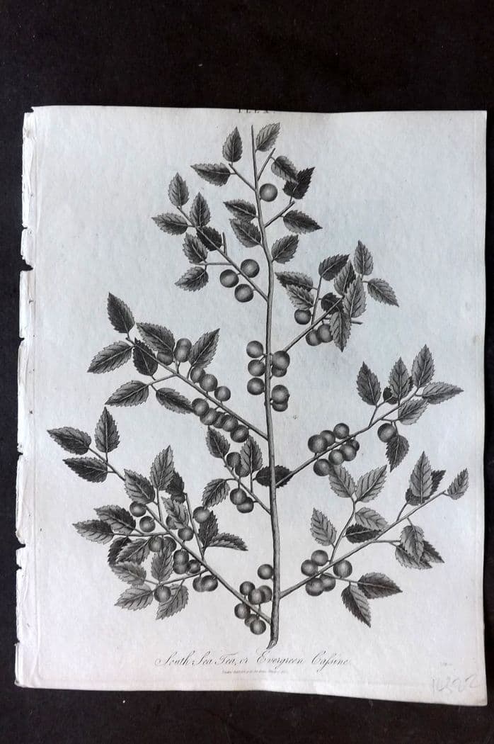 Wilkes, John 1811 Antique Botanical Print. South Sea Tea or Evergreen Cassine: Antique Copper Plate Published 1796-1828 London for "Encyclopaedia Londinensis, or universal dictionary of arts, sciences and literature" by John Wilkes et al. Paper Size: 10 x 8 inch (26 x 20cm) Tigh