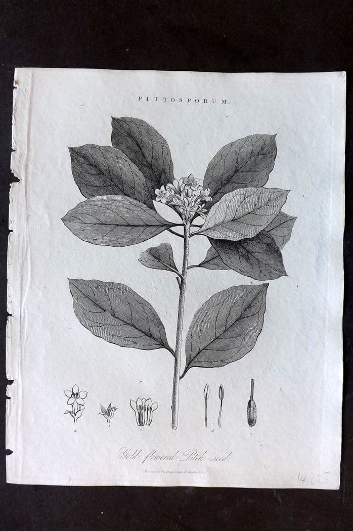Wilkes, John 1824 Antique Botanical Print. Gold Flowered Pitch Seed (1 of 1)