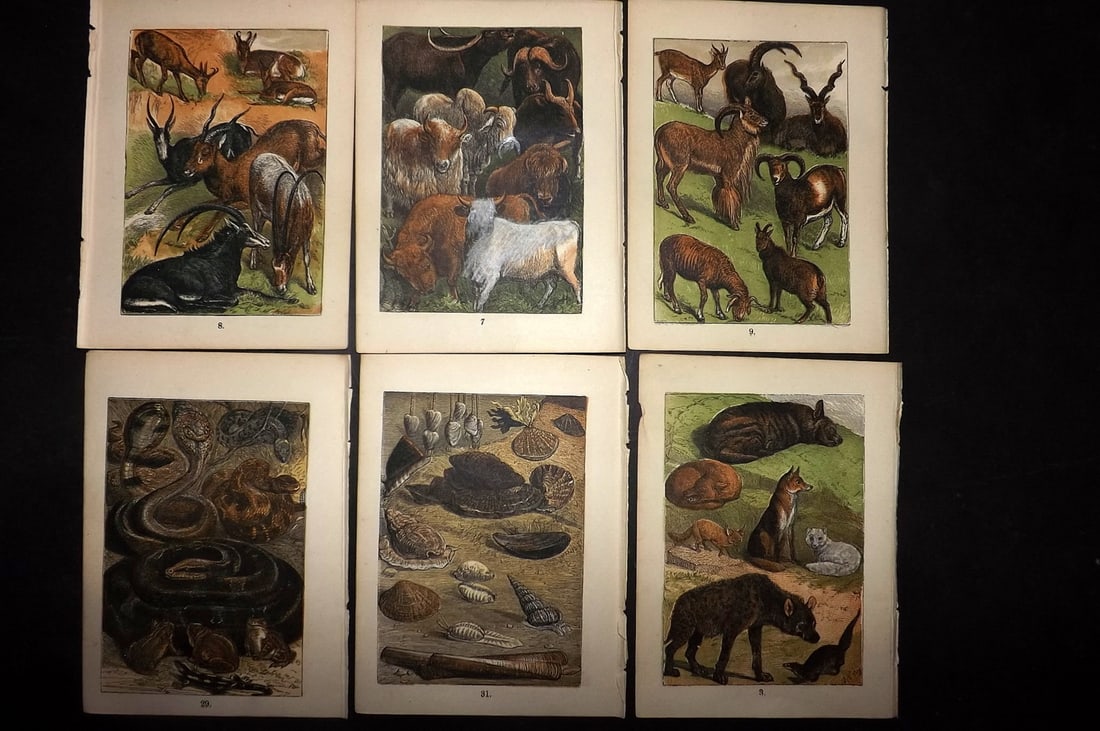 Buffon & Keyl C1880 Lot of 6 Natural History Prints: Colour Printed Woodblock Published C1880 for "Buffon's Natural History Modernized" Illustrated by Keyl. Paper Size: 5 x 4 inch (13 x 10cm) Good Condition