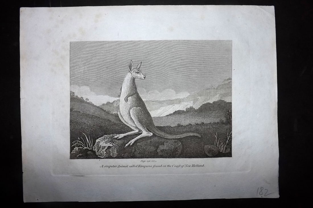 Cooke, George 1801 Antique Print. Kangaroo after Stubbs. Australia (1 of 1)