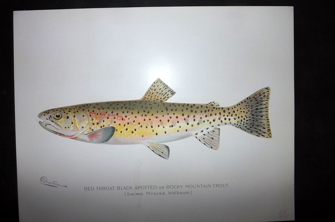 Denton, Sherman 1902 Folio Fish Print. Red Throat Black Spotted or Rocky Mountain Trout: Antique Chromolithograph Published 1902, Albany for "Fish and Game of the State of New York. Seventh Report"by the Forest, Fish and Game Commission of New York. Illustrated by Sherman Foote Denton, J.