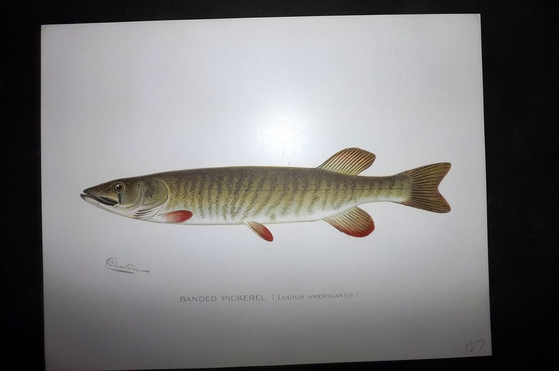 Denton, Sherman 1902 Folio Fish Print. Banded Pickerel: Antique Chromolithograph Published 1902, Albany for "Fish and Game of the State of New York. Seventh Report"by the Forest, Fish and Game Commission of New York. Illustrated by Sherman Foote Denton, J.