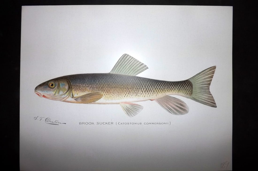 Denton, Sherman 1902 Folio Fish Print. Brook Sucker (1 of 1)