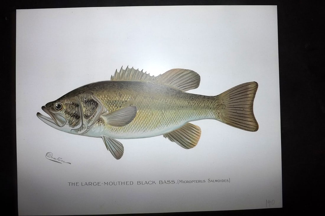 Denton, Sherman 1902 Folio Fish Print. Large Mouthed Black Bass (1 of 1)