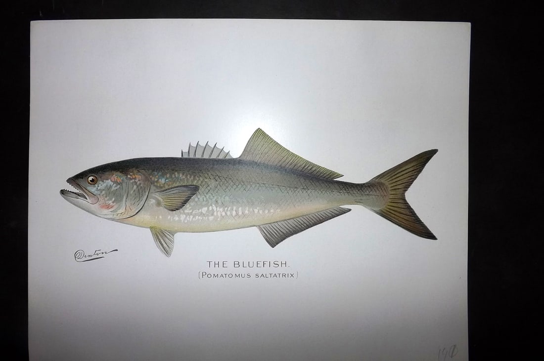 Denton, Sherman 1902 Folio Fish Print. Bluefish: Antique Chromolithograph Published 1902, Albany for "Fish and Game of the State of New York. Seventh Report"by the Forest, Fish and Game Commission of New York. Illustrated by Sherman Foote Denton, J.