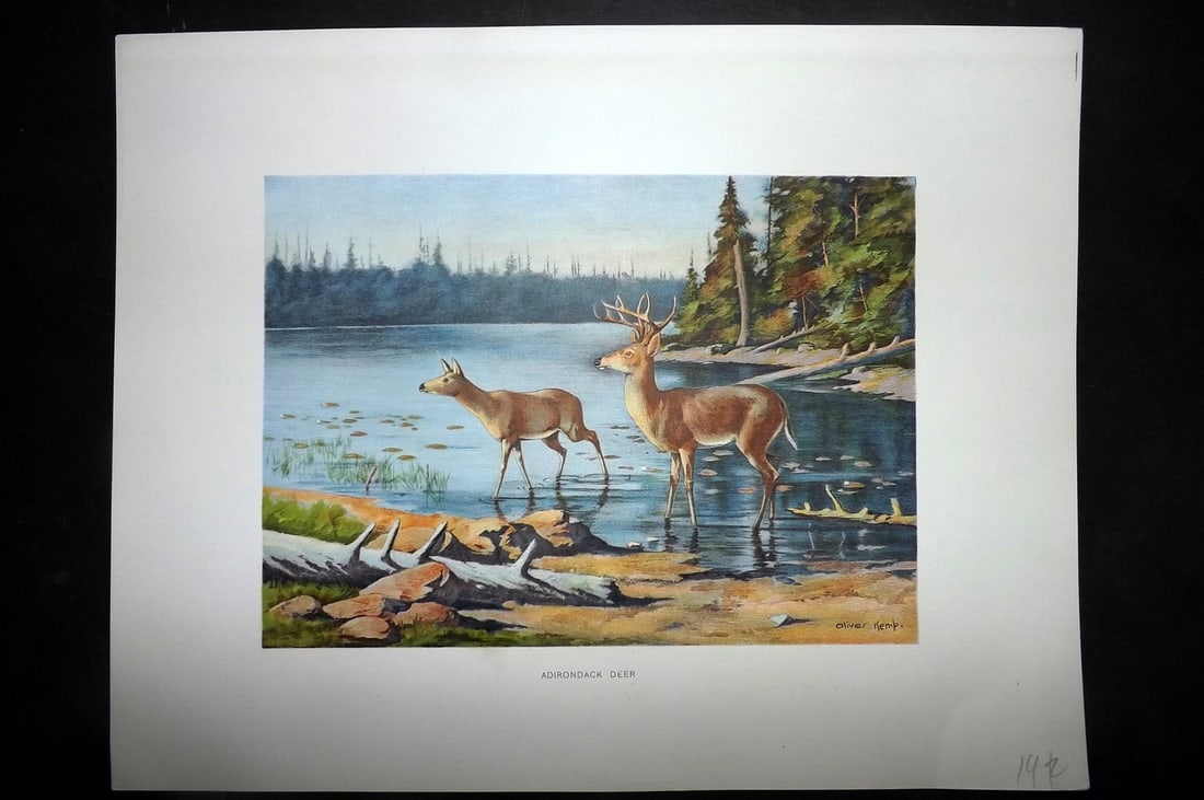 Kemp, Oliver 1902 Folio Print. Adirondack Deer: Antique Chromolithograph Published 1902, Albany for "Fish and Game of the State of New York. Seventh Report"by the Forest, Fish and Game Commission of New York. Illustrated by Sherman Foote Denton, J.