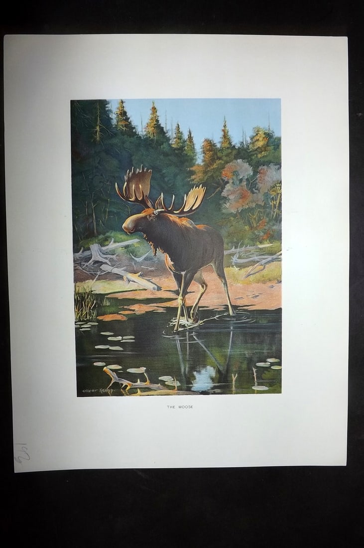 Kemp, Oliver 1902 Folio Print. Moose: Antique Chromolithograph Published 1902, Albany for "Fish and Game of the State of New York. Seventh Report"by the Forest, Fish and Game Commission of New York. Illustrated by Sherman Foote Denton, J.