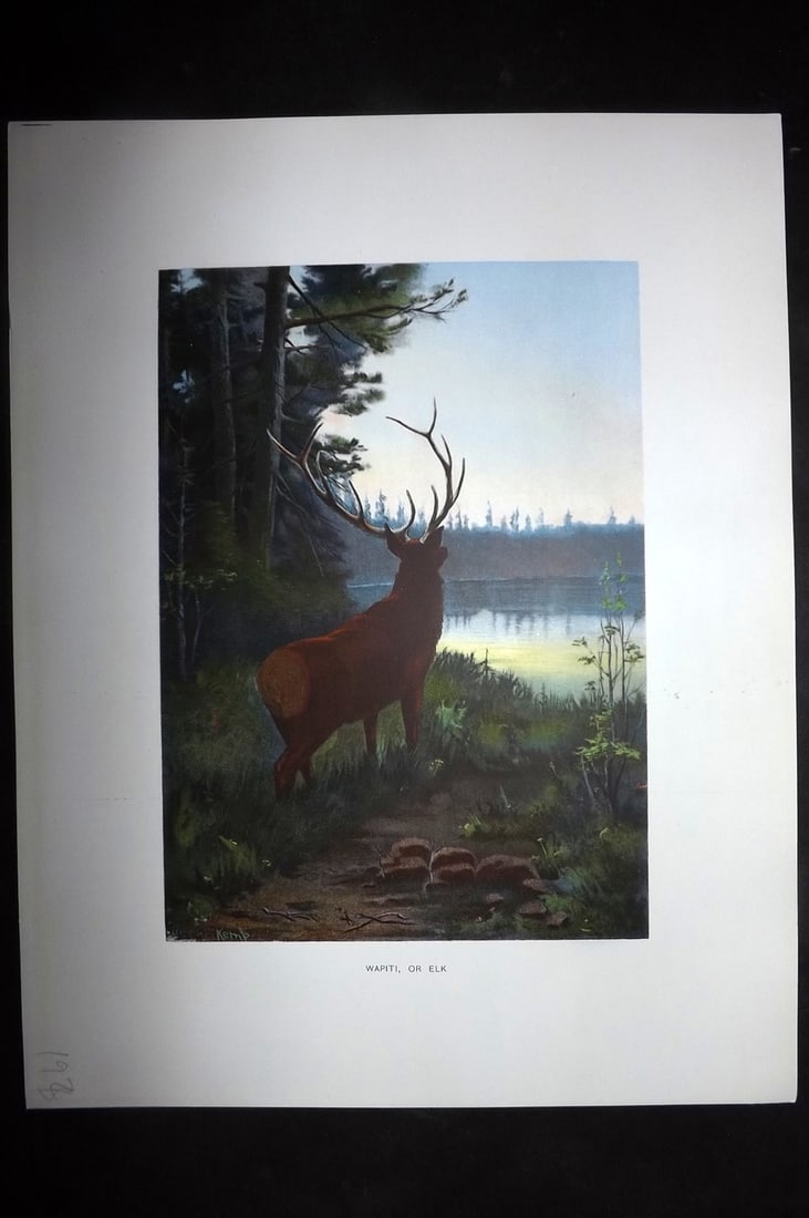 Kemp, Oliver 1902 Folio Print. Wapiti or Elk: Antique Chromolithograph Published 1902, Albany for "Fish and Game of the State of New York. Seventh Report"by the Forest, Fish and Game Commission of New York. Illustrated by Sherman Foote Denton, J.