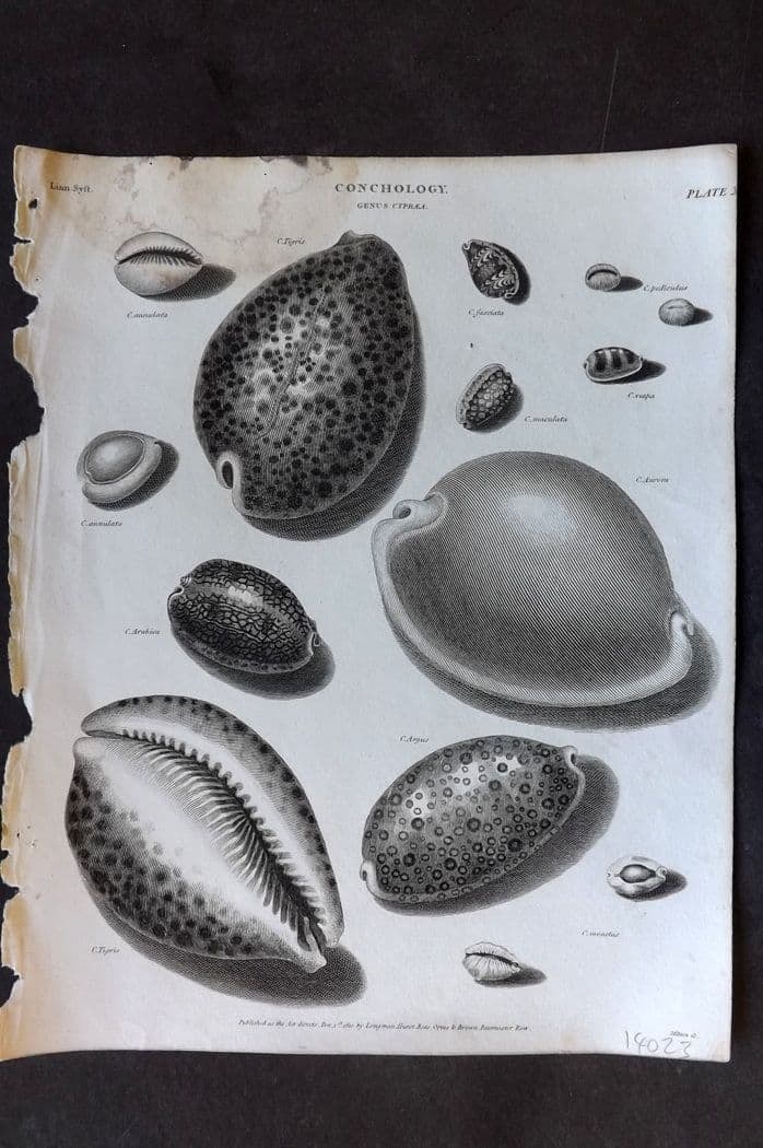 Rees, Abraham 1820 Antique Print. Conchology Shells - Cypraea 13: Antique Copper Plate Published 1802-20 by Longman, Hurst, Rees & Orme for "The Cyclop?dia: or, Universal dictionary of arts, sciences, and literature" By Abraham Rees. Paper Size: 10.5 x 8 inch (27 x 