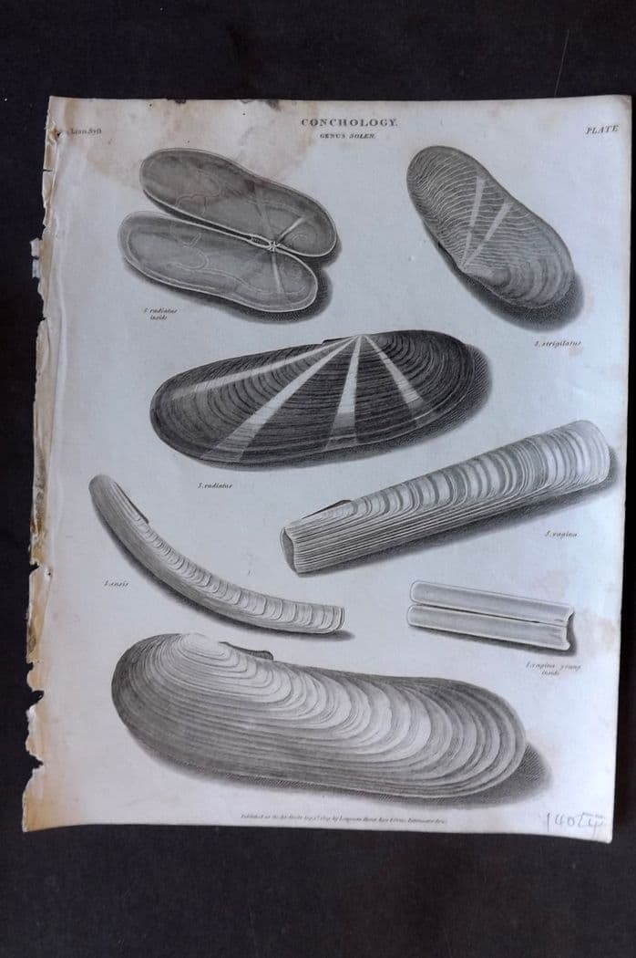 Rees, Abraham 1820 Antique Print. Conchology Shells - Solen 14: Antique Copper Plate Published 1802-20 by Longman, Hurst, Rees & Orme for "The Cyclop?dia: or, Universal dictionary of arts, sciences, and literature" By Abraham Rees. Paper Size: 10.5 x 8 inch (27 x 