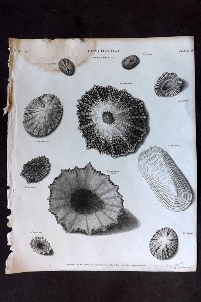 Rees, Abraham 1820 Antique Print. Conchology Shells - Patella 16: Antique Copper Plate Published 1802-20 by Longman, Hurst, Rees & Orme for "The Cyclop?dia: or, Universal dictionary of arts, sciences, and literature" By Abraham Rees. Paper Size: 10.5 x 8 inch (27 x 