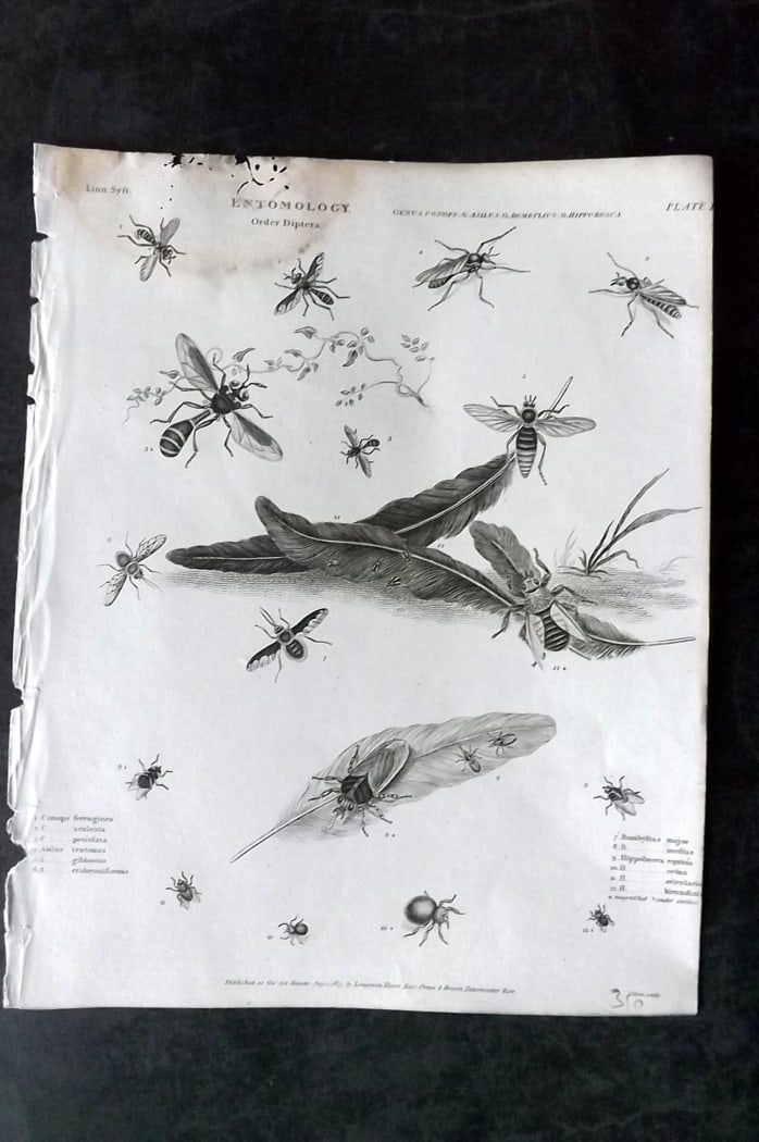 Rees, Abraham 1820 Antique Print. Insects - Bees 01: Copper Plate Published 1802-20 by Longman, Hurst, Rees & Orme for "The Cycloaedia: or, Universal dictionary of arts, sciences, and literature" By Abraham Rees. Paper Size: 10.5 x 8.5 inch (27 x 22cm) 