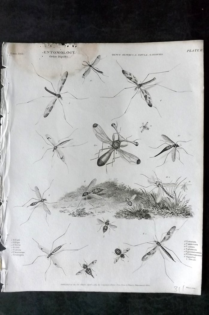 Rees, Abraham 1820 Antique Print. Insects - Diptera 02: Copper Plate Published 1802-20 by Longman, Hurst, Rees & Orme for "The Cycloaedia: or, Universal dictionary of arts, sciences, and literature" By Abraham Rees. Paper Size: 10.5 x 8.5 inch (27 x 22cm) 
