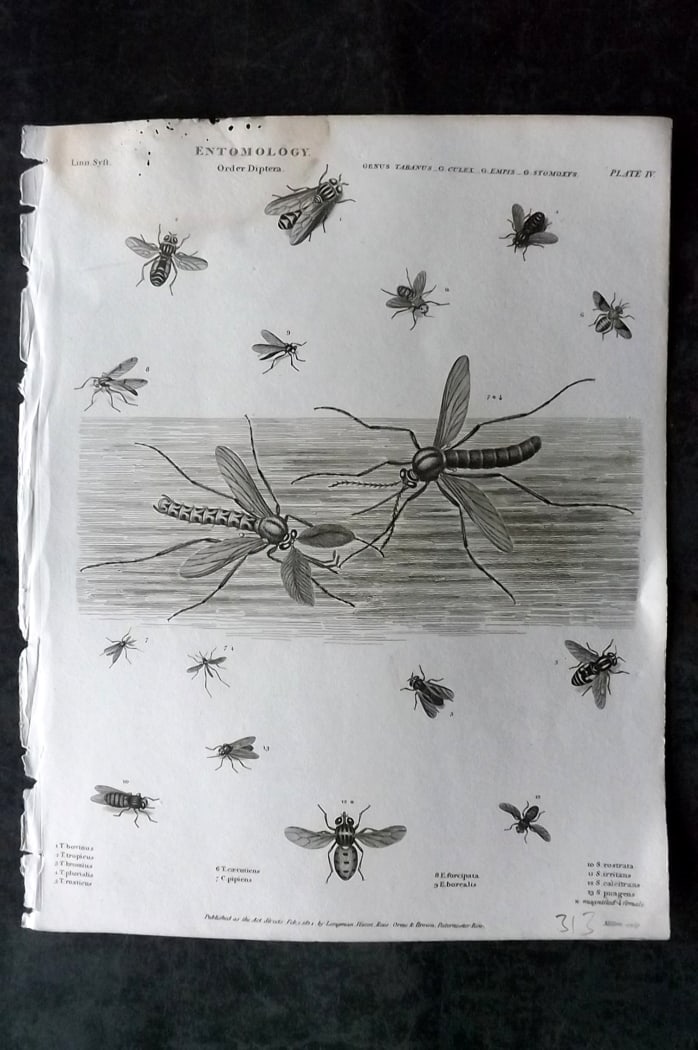 Rees, Abraham 1820 Antique Print. Insects - Diptera 04: Copper Plate Published 1802-20 by Longman, Hurst, Rees & Orme for "The Cycloaedia: or, Universal dictionary of arts, sciences, and literature" By Abraham Rees. Paper Size: 10.5 x 8.5 inch (27 x 22cm) 