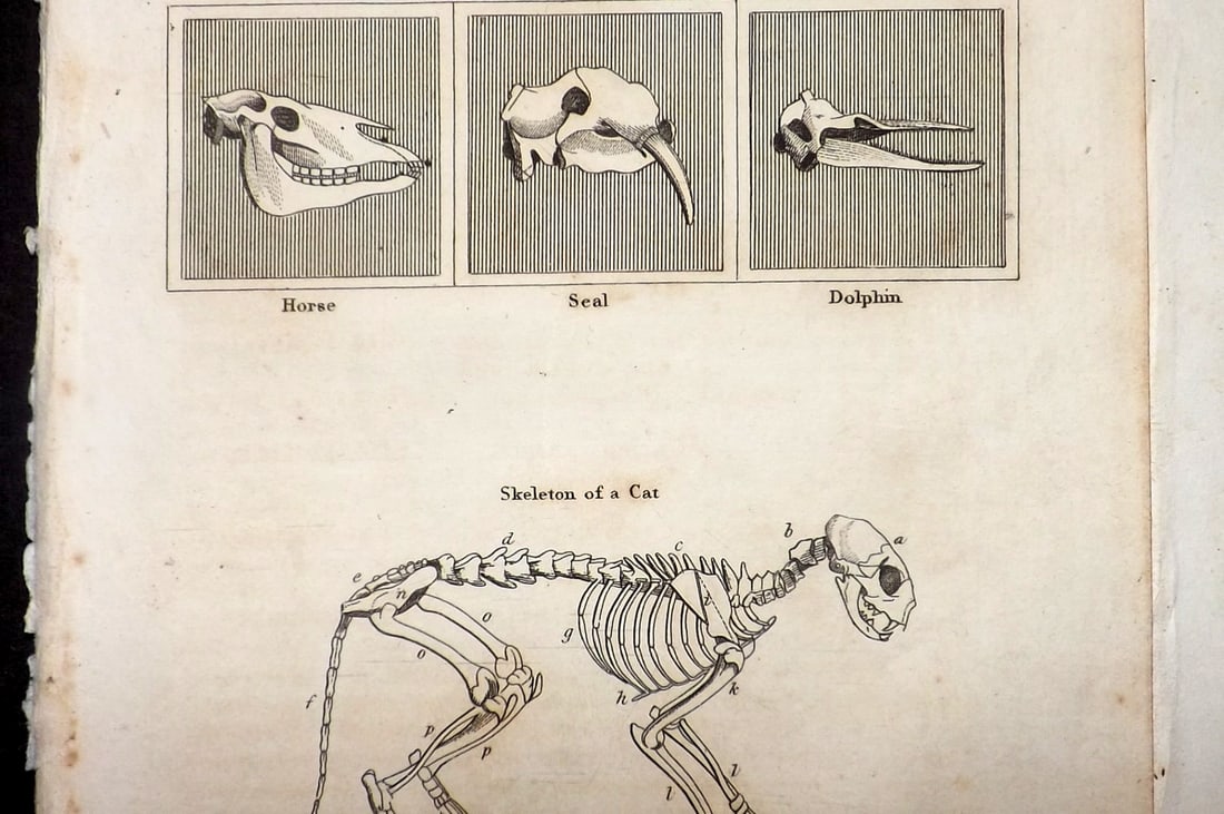 Shaw, Simeon 1823 Lot of 3 Prints. Comparative Anatomy: Copper Plate Published 1823, London for "Nature Displayed in the Heavens, and on the Earth" by Simeon Shaw. Paper Size: 8 x 5 inch (20 x 13cm) Very Minor toning, otherwise fine