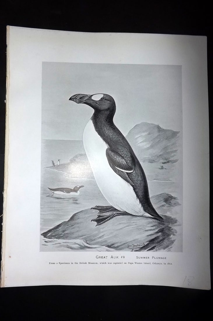 Frohawk, Frederick 1898 Antique Bird Print. Extinct Great Auk (1 of 1)