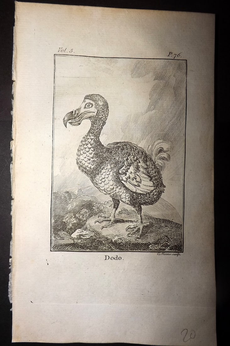 Goldsmith, Oliver 1779 Antique Bird Print. Extinct Dodo: Copper Plate Published 1779, London for "An History of the Earth and Animated Nature" by Oliver Goldsmith. Paper Size: 8 x 5 inch (21 x 13cm) Good Condition