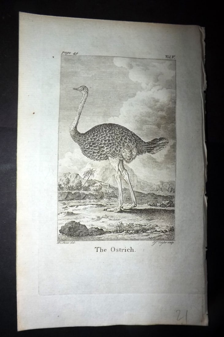 Goldsmith, Oliver 1779 Antique Bird Print. Ostrich: Copper Plate Published 1779, London for "An History of the Earth and Animated Nature" by Oliver Goldsmith. Paper Size: 7 x 4.25 inch (18 x 11cm) Good Condition