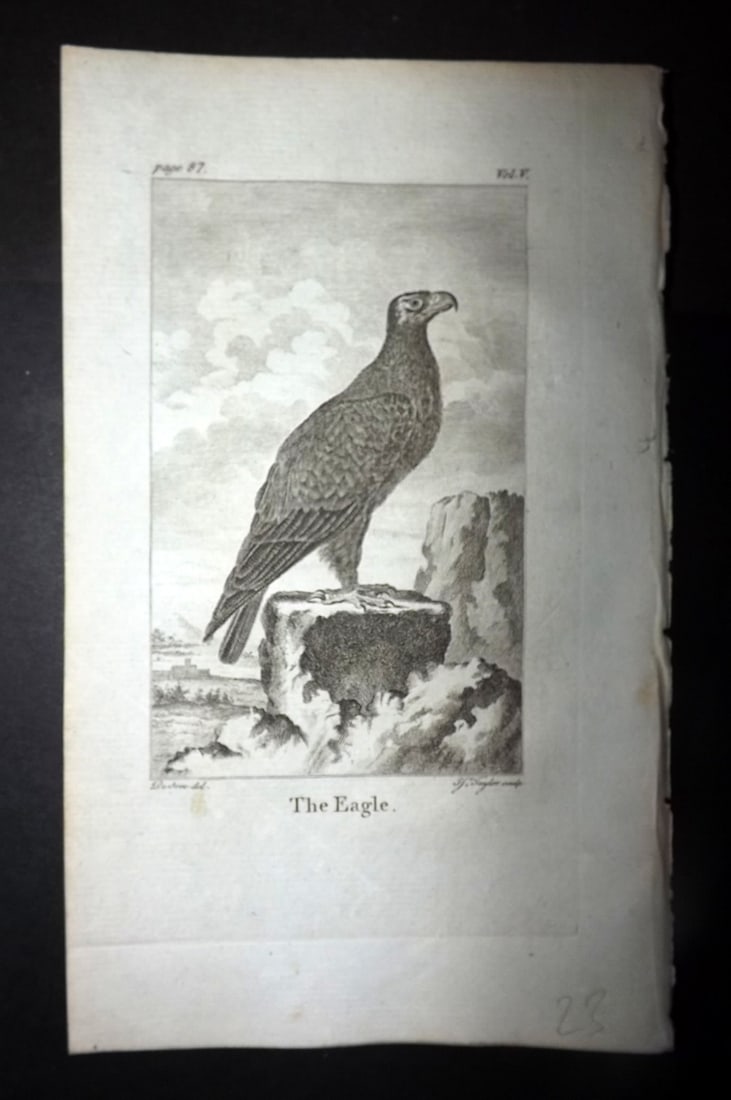 Goldsmith, Oliver 1779 Antique Bird Print. Eagle (1 of 1)