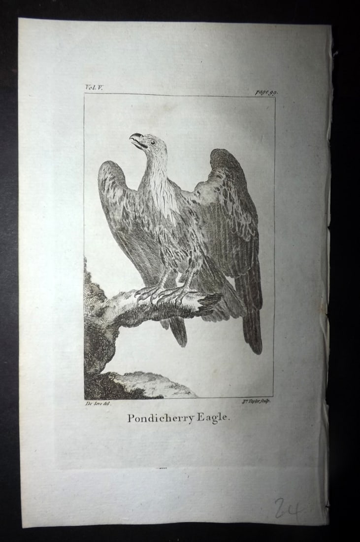 Goldsmith, Oliver 1779 Antique Bird Print. Podicherry Eagle (1 of 1)