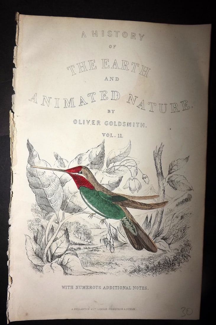 Goldsmith, Oliver 1852 Hand Col Bird Print. White Striped Hummingbird. Title Page (1 of 1)