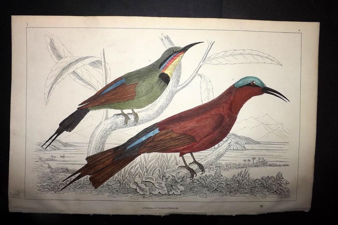 Goldsmith, Oliver 1852 Hand Col Bird Print. Red Winged & Blue Headed Bee Eater 01: Hand Colored Etching/Engraving Published 1852 by A. Fullarton & Co., London for "A History of the Earth and Animated Nature" by Oliver Goldsmith. Paper Size: 10 x 6 inch (25 x 16cm) Good Condition