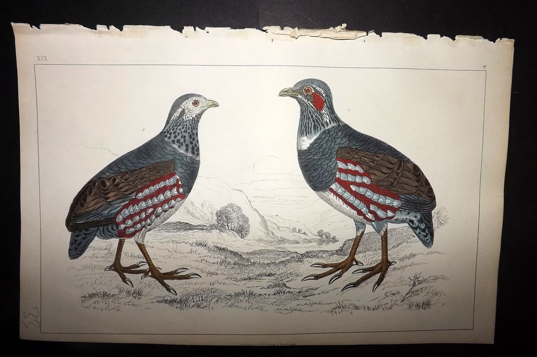 Goldsmith, Oliver 1852 Hand Col Bird Print. Large Footed Partridge 19: Hand Colored Etching/Engraving Published 1852 by A. Fullarton & Co., London for "A History of the Earth and Animated Nature" by Oliver Goldsmith. Paper Size: 10 x 6 inch (25 x 16cm) Good Condition