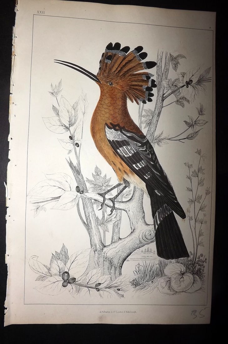 Goldsmith, Oliver 1852 Hand Col Bird Print. Hoopoe 22: Hand Colored Etching/Engraving Published 1852 by A. Fullarton & Co., London for "A History of the Earth and Animated Nature" by Oliver Goldsmith. Paper Size: 10 x 6 inch (25 x 16cm) Good Condition