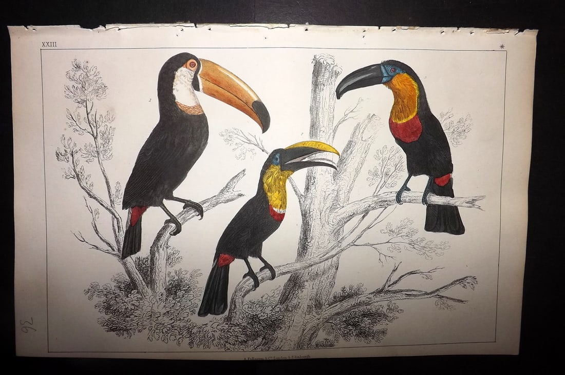 Goldsmith, Oliver 1852 Hand Col Bird Print. Toco, Tocard & Blue Billes Toucans 23 (1 of 1)