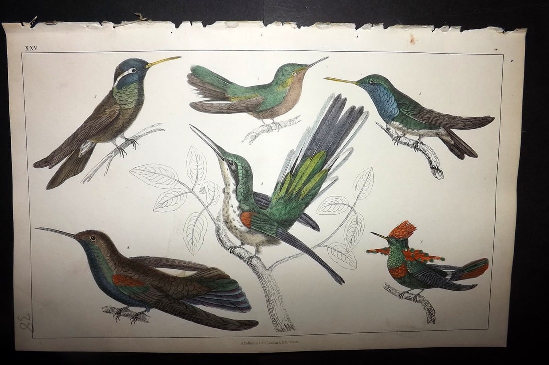 Goldsmith, Oliver 1852 Hand Col Bird Print. Hummingbirds 25: Hand Colored Etching/Engraving Published 1852 by A. Fullarton & Co., London for "A History of the Earth and Animated Nature" by Oliver Goldsmith. Paper Size: 10 x 6 inch (25 x 16cm) Good Condition