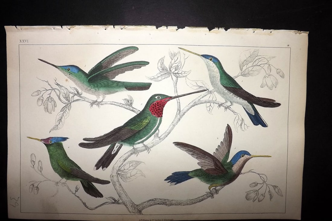 Goldsmith, Oliver 1852 Hand Col Bird Print. Hummingbirds 26: Hand Colored Etching/Engraving Published 1852 by A. Fullarton & Co., London for "A History of the Earth and Animated Nature" by Oliver Goldsmith. Paper Size: 10 x 6 inch (25 x 16cm) Good Condition