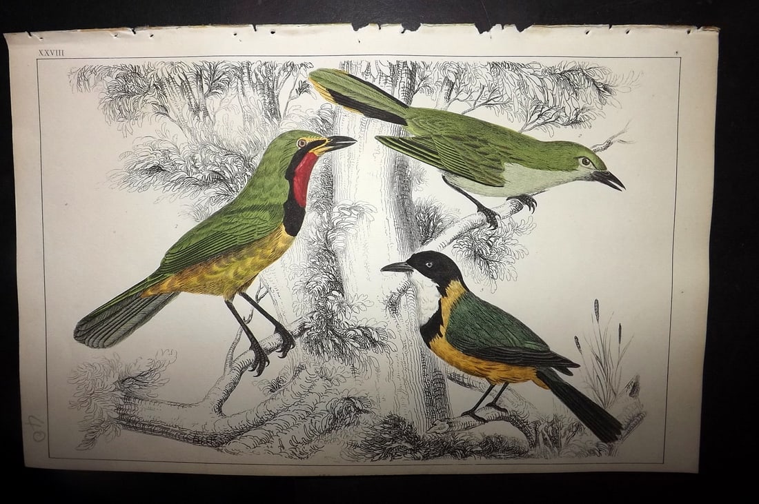 Goldsmith, Oliver 1852 Hand Col Bird Print. Thrush Shrikes 28 (1 of 1)