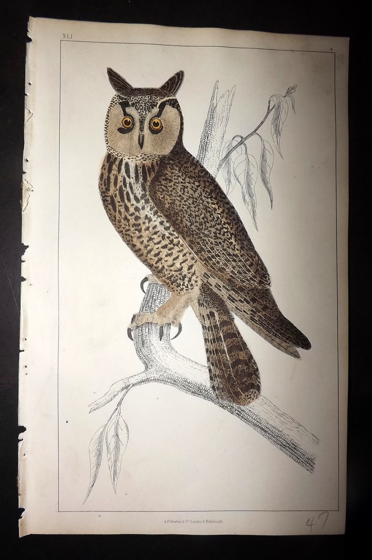 Goldsmith, Oliver 1852 Hand Col Bird Print. Long Eared Owl 41 (1 of 1)