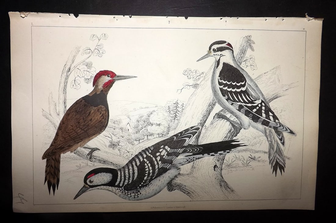 Goldsmith, Oliver 1852 HC Bird Print. Black Breasted, Hariy, Red-Cockaded Woodpecker 50 (1 of 1)