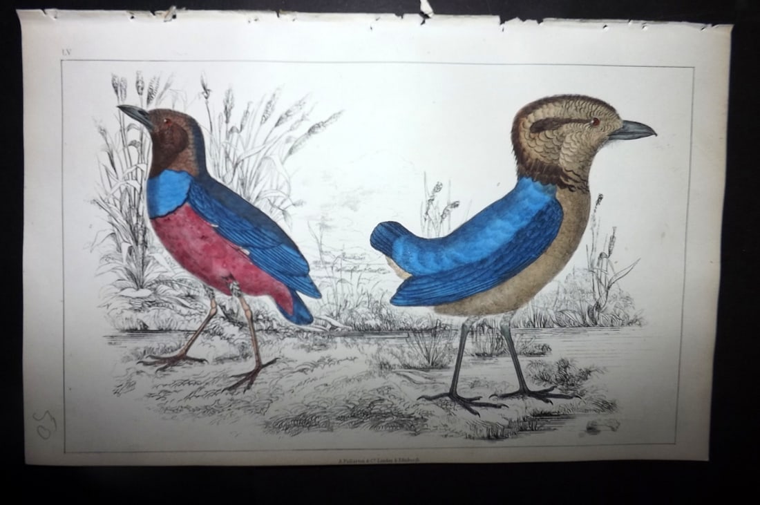 Goldsmith, Oliver 1852 Hand Col Bird Print. Macklot's & Giant Breve 55 (1 of 1)