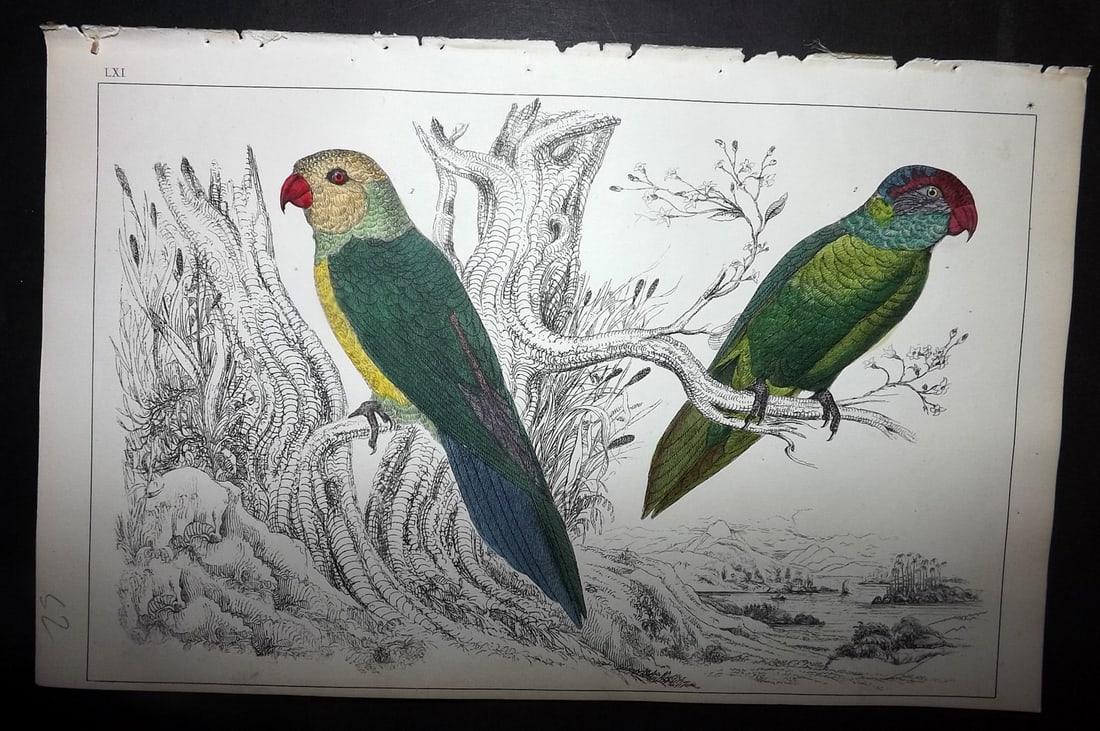 Goldsmith, Oliver 1852 Hand Col Bird Print. Slender & Iris Parrakeet 61: Hand Colored Etching/Engraving Published 1852 by A. Fullarton & Co., London for "A History of the Earth and Animated Nature" by Oliver Goldsmith. Paper Size: 10 x 6 inch (25 x 16cm) Good Condition