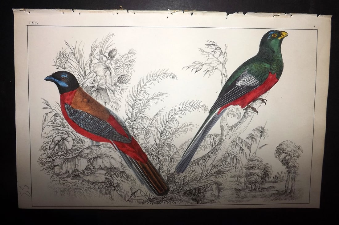 Goldsmith, Oliver 1852 Hand Col Bird Print. Duvancel's & Narina Trogon 64: Hand Colored Etching/Engraving Published 1852 by A. Fullarton & Co., London for "A History of the Earth and Animated Nature" by Oliver Goldsmith. Paper Size: 10 x 6 inch (25 x 16cm) Good Condition