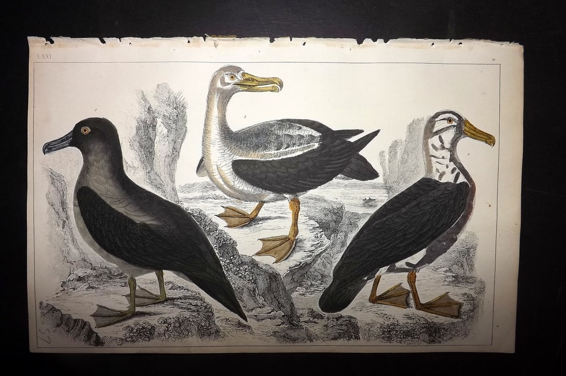 Goldsmith, Oliver 1852 Hand Col Bird Print. Common, Sooty & Black-Eyed Albatross 71 (1 of 1)