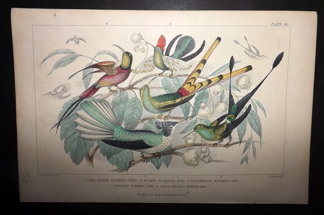Goldsmith, Oliver 1855 Hand Col Bird Print. Hummingbirds 60: Hand Colored Steel Engraving Published 1854-55 by Blackie & Son, London for "A History of the Earth and Animated Nature"by Oliver Goldsmith. Paper Size: 9.5 x 6 inch (24 x 16cm) Good Condition