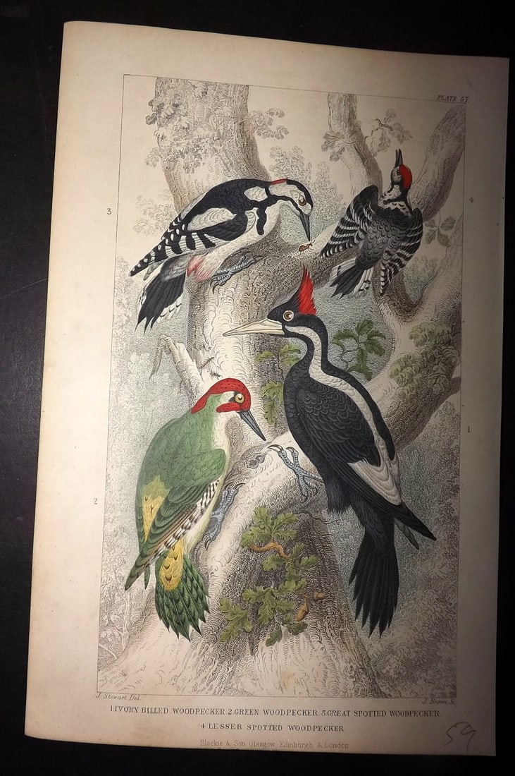 Goldsmith, Oliver 1855 Hand Col Bird Print. Woodpeckers 57: Hand Colored Steel Engraving Published 1854-55 by Blackie & Son, London for "A History of the Earth and Animated Nature"by Oliver Goldsmith. Paper Size: 9.5 x 6 inch (24 x 16cm) Good Condition