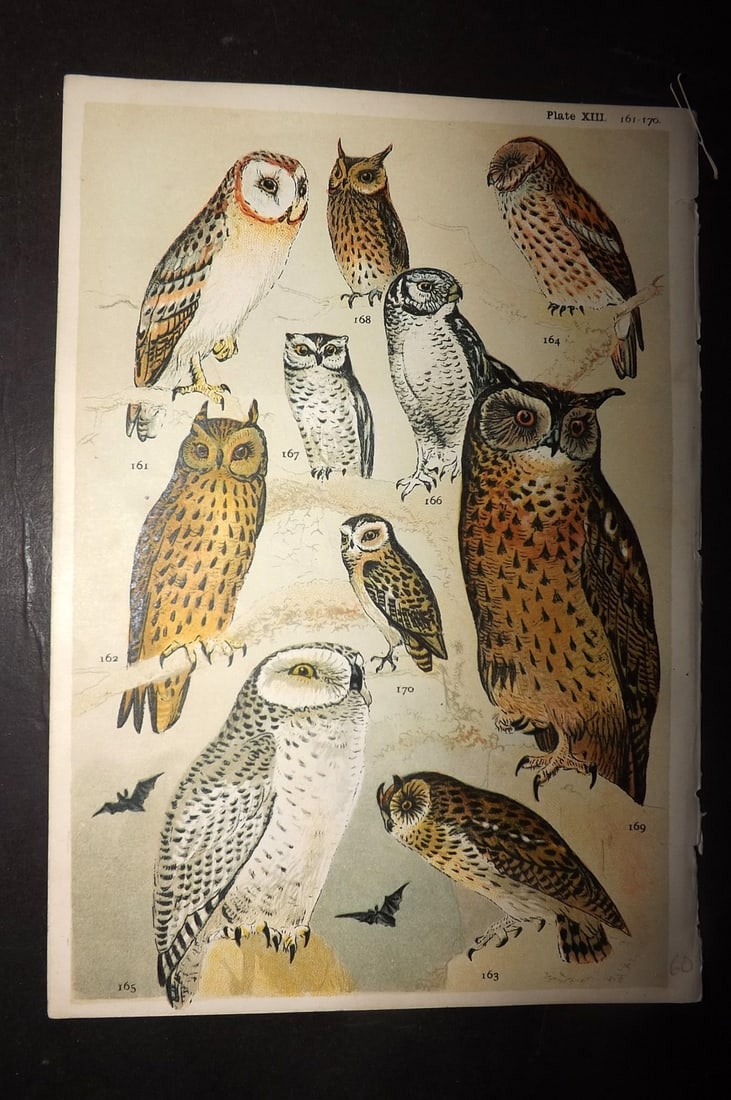 Gordon, W. J. C1900 Antique Bird Print. Owls: Chromolithograph Published C1900, London for the "Our Country's" Series by W. J. Gordon. Paper Size: 7.5 x 5 inch (19 x 13cm) Soft crease present. Good Condition