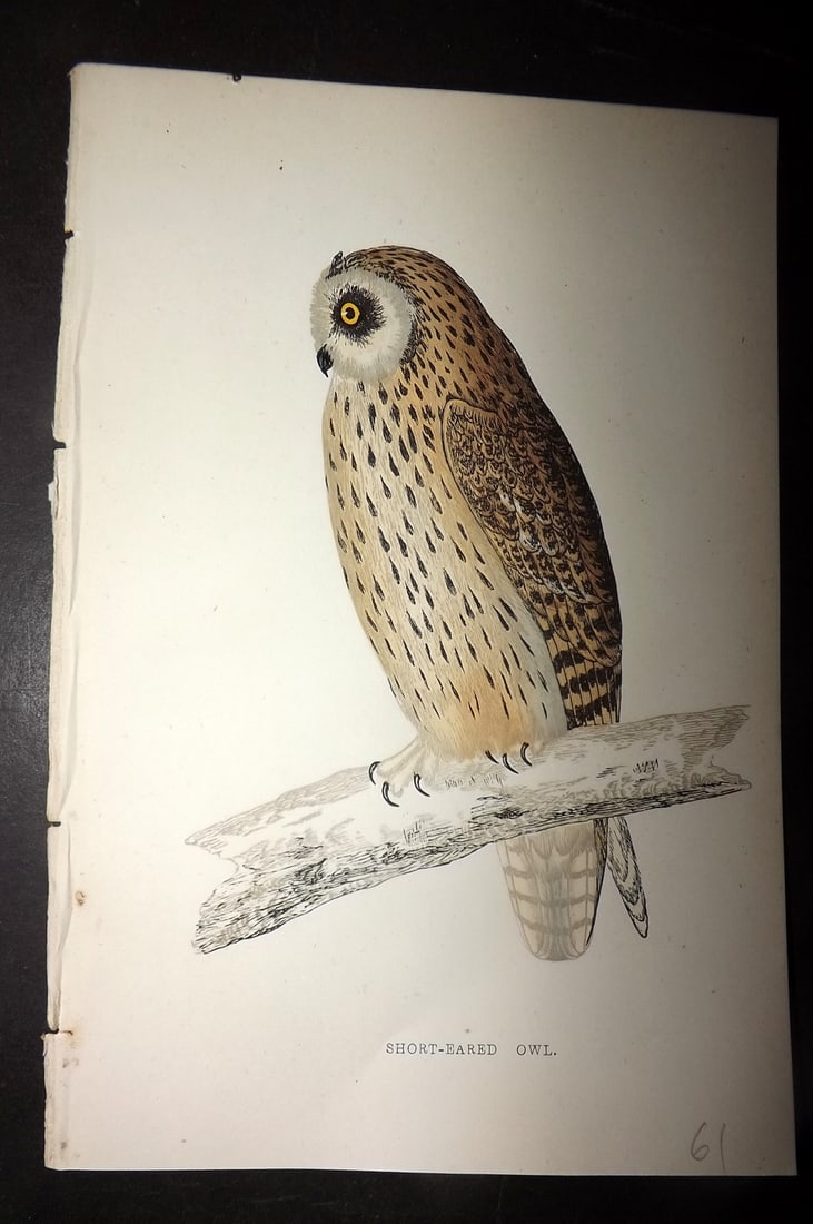 Morris, Francis 1867 Hand Col Bird Print. Short Eared Owl (1 of 1)